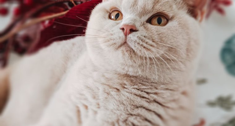 Szívtipró a láthatáron