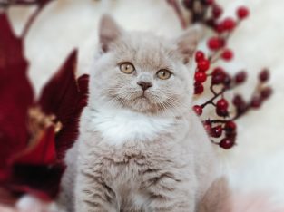 Doromboló boldogság