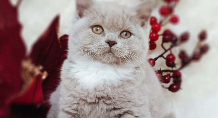 Doromboló boldogság