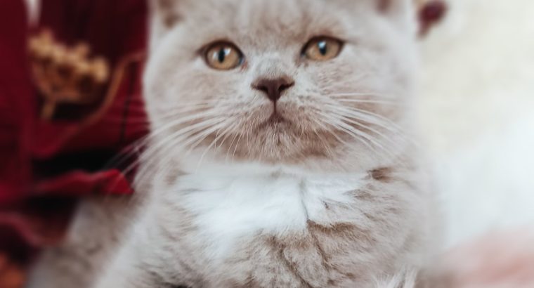 Doromboló boldogság