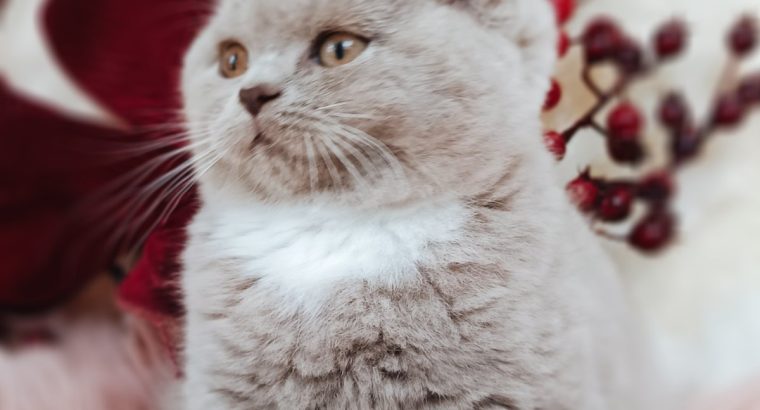 Doromboló boldogság