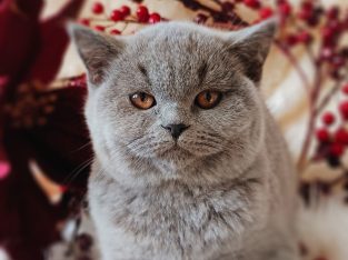 Elegáns és barátságos hercegnő