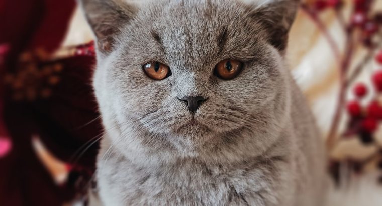 Elegáns és barátságos hercegnő