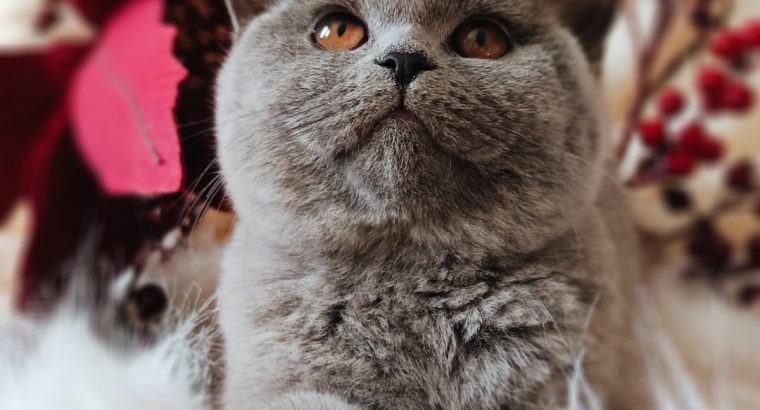 Elegáns és barátságos hercegnő