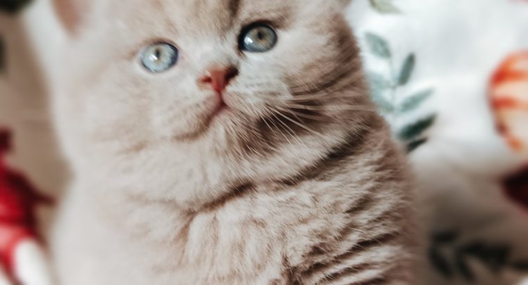 Doromboló társ igényes gazdiknak