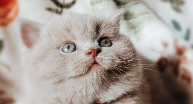 Doromboló társ igényes gazdiknak