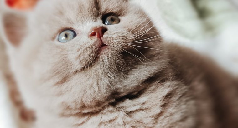 Doromboló társ igényes gazdiknak