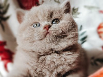 Doromboló társ igényes gazdiknak