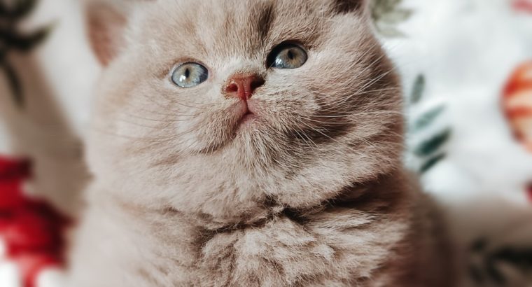 Doromboló társ igényes gazdiknak