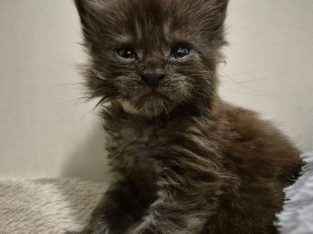 Zaka’s Pearl Felix