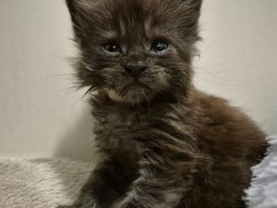 Zaka’s Pearl Felix