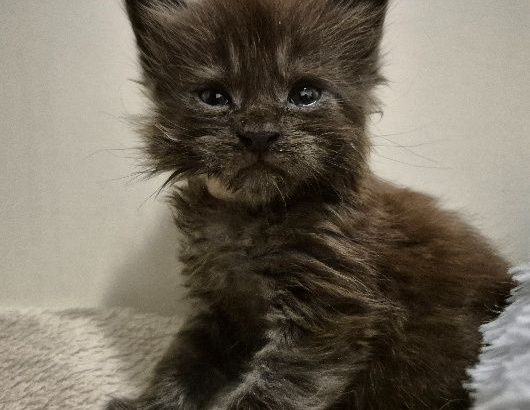 Zaka’s Pearl Felix