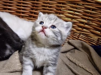 Brit rövidszőrű tabby kislány