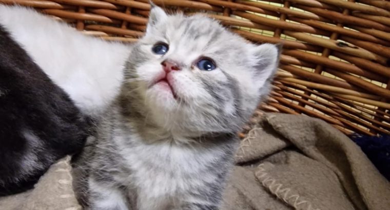 Brit rövidszőrű tabby kislány