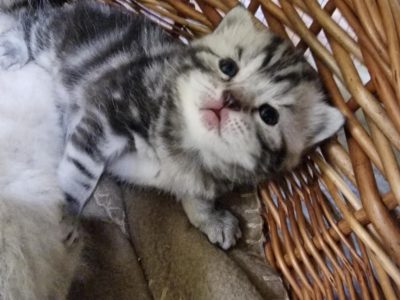 Brit rövidszőrű kis fiú