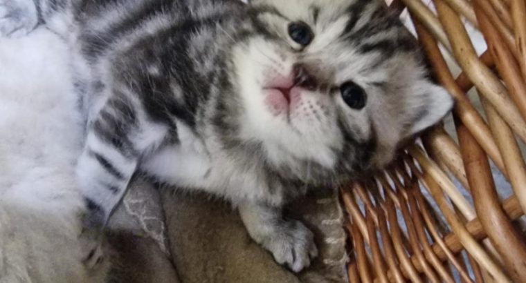 Brit rövidszőrű kis fiú