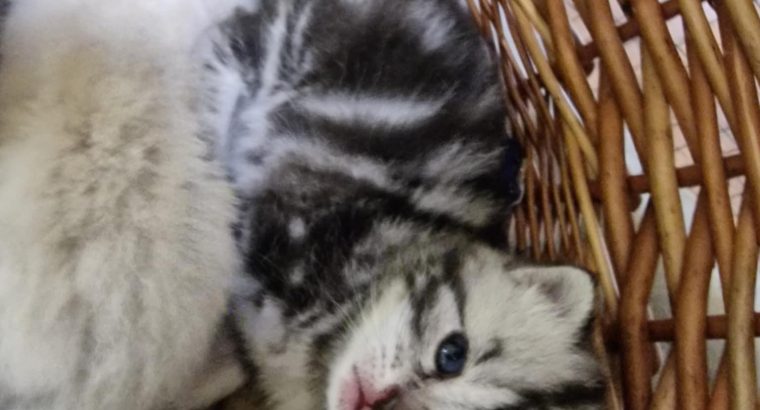 Brit rövidszőrű kis fiú