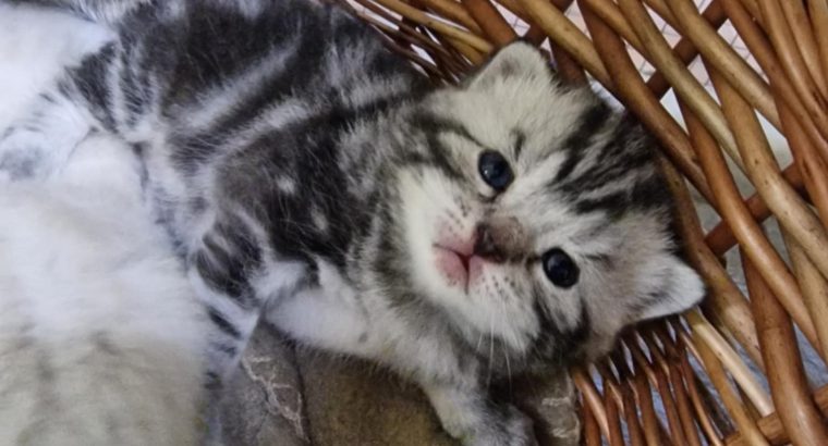 Brit rövidszőrű kis fiú