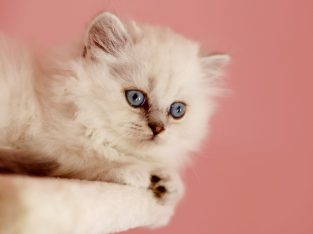 Brit hosszú szőrű kis kandúr