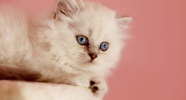 Brit hosszú szőrű kis kandúr