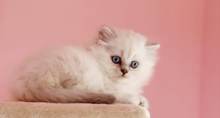 Brit hosszú szőrű kis kandúr