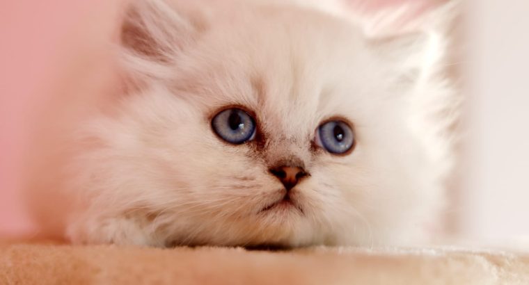 Brit hosszú szőrű kis kandúr