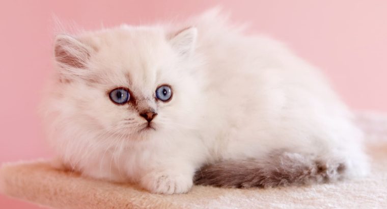 Brit hosszú szőrű kis kandúr