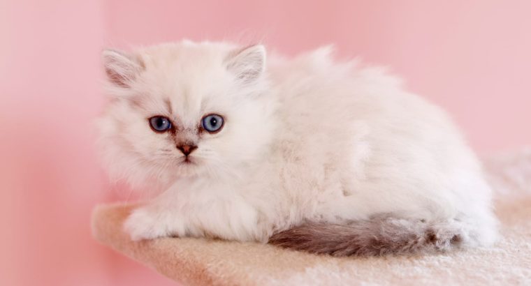 Brit hosszú szőrű kis kandúr