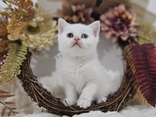 Hófehér felemás szemű kandúr