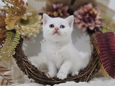 Hófehér felemás szemű kandúr