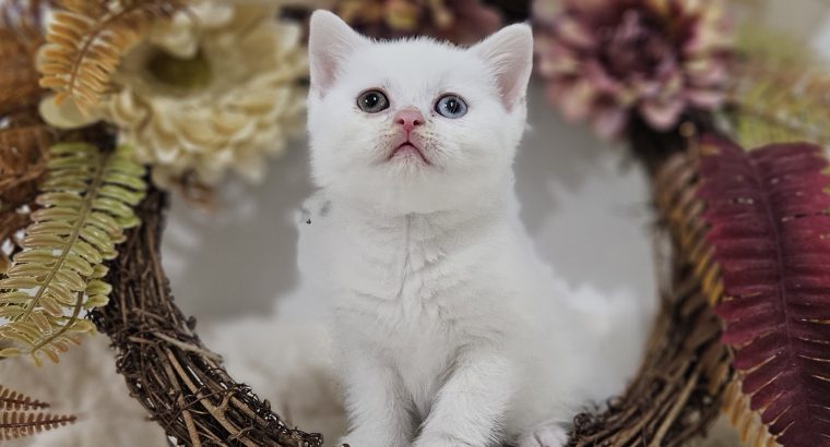 Hófehér felemás szemű kandúr