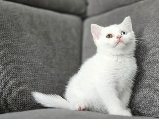 Hófehér brit rövidszőrű kandúr
