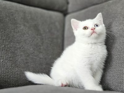 Hófehér brit rövidszőrű kandúr