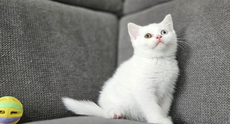 Hófehér brit rövidszőrű kandúr