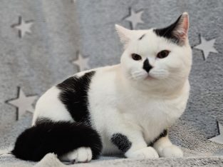 Fekete harlequin kisfiú