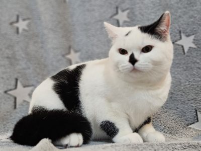 Fekete harlequin kisfiú