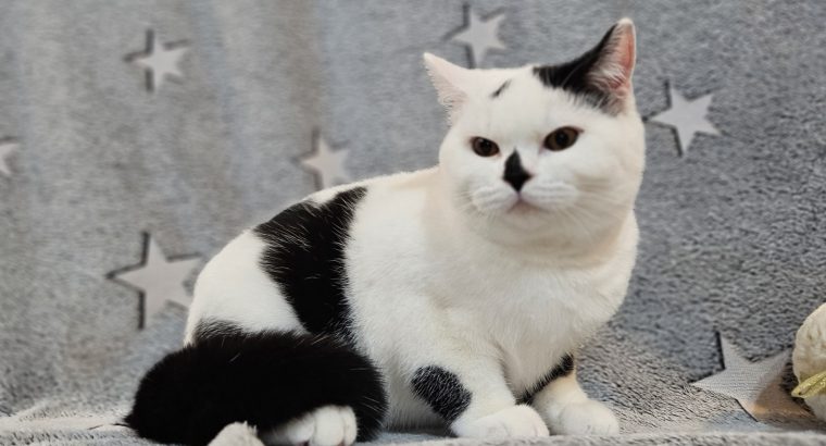 Fekete harlequin kisfiú