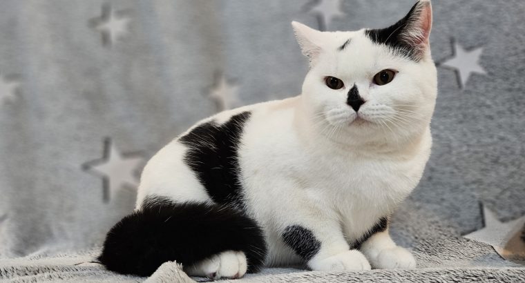 Fekete harlequin kisfiú