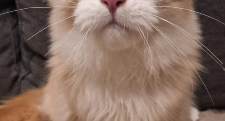 Quinton kék szemű fiúcska