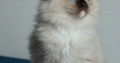 Ragdoll kandúr