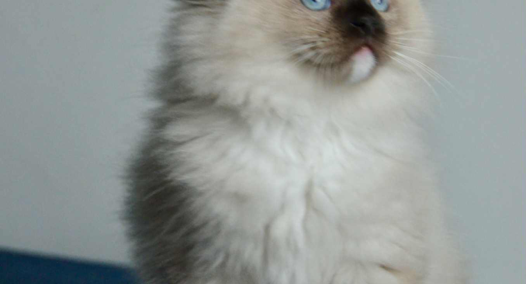 Ragdoll kandúr