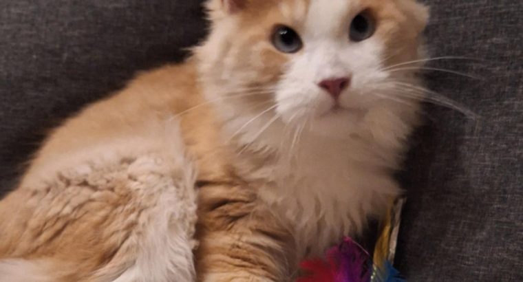 Quinton kék szemű fiúcska