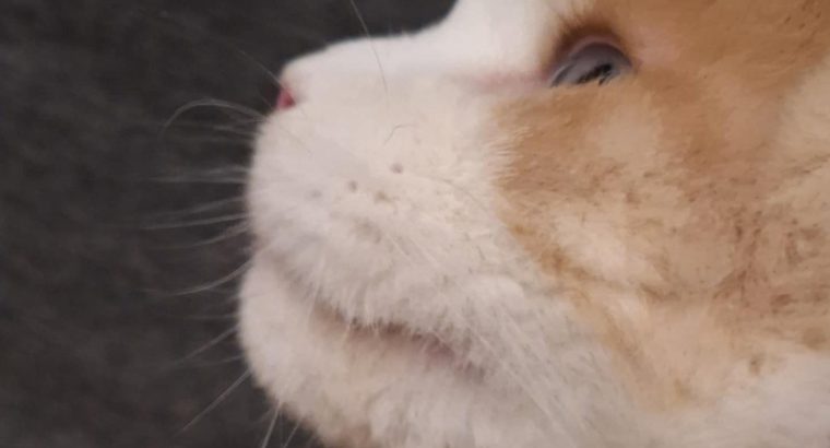 Quinton kék szemű fiúcska