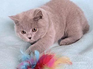 Tündéri Brit rövidszőrű kis kandúr