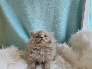 Brit hosszúszőrű kislány