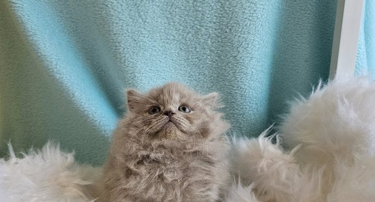 Brit hosszúszőrű kislány