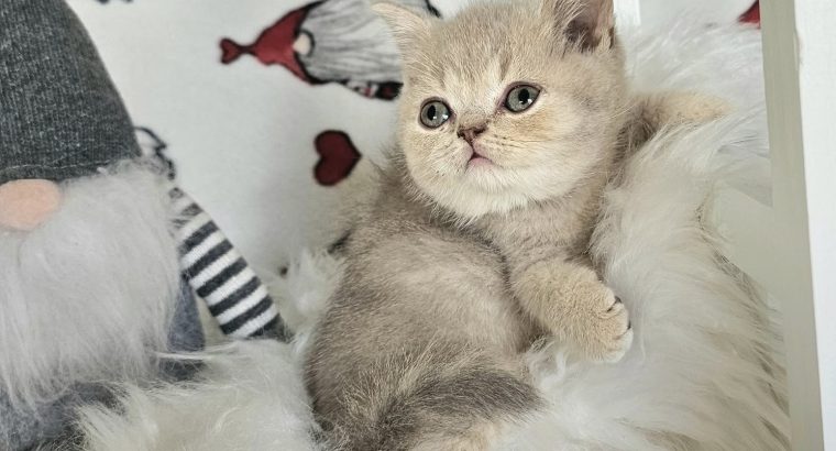 Skót kisfiú, Karácsonyi elvitellel