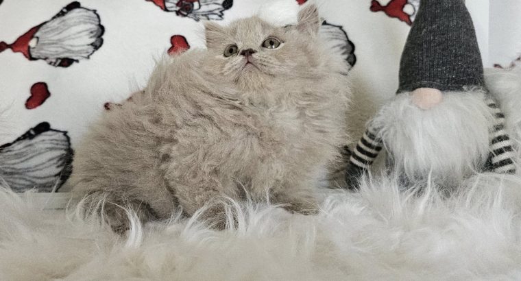 Lila Brit hosszúszőrű kislány