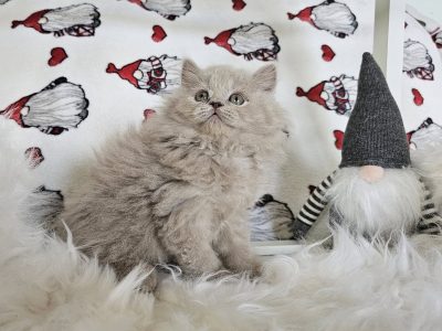 Lila Brit hosszúszőrű kislány