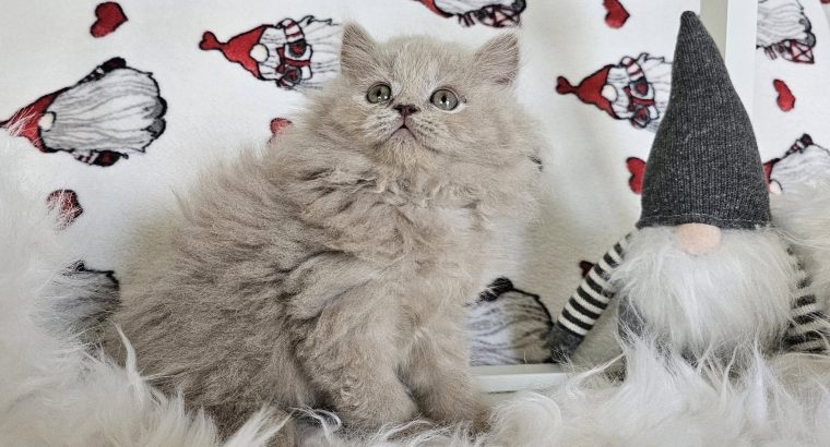 Lila Brit hosszúszőrű kislány